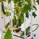 Large Hydroponics Growing System kit with Trellis,Smart Indoor Hydroponic Gardening System with LED Grow Light, Indoor Hydroponic Grow Kit for Tomato,Pepper,Cucumbers(7L,Pump) by GreenHaven Gardens