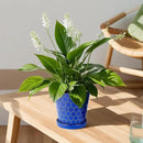 BUYMAX Plant Pots Indoor –6 inch Ceramic Flower Pot with Drainage Hole and Ceramic Tray - Gardening Home Desktop Office Windowsill Decoration Gift, Set of 2(Royal Blue) by GreenHaven Gardens