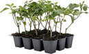 12 Dallas Red Lantana | Live Plants in 2.5-inch Nursery Cubes | Lantana Camara 'Dallas Red' Variety | Hardy Evergreen Perennial Shrub | Fiery Vibrant Blooms for Home & Garden by GreenHaven Gardens
