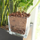 Leca Expanded Clay Pebbles 1LBS Grow Media for Indoor Plants Hydroponic Growing Gardening System Supplies … by GreenHaven Gardens