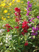 Premium Balsam Camellia Potting Soil Mix - Perfect Balance of Nutrients, Drainage, and Aeration for Thriving Blooms - 10 Quart by GreenHaven Gardens
