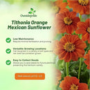 Outsidepride Goldfinger Mexican Sunflower Seeds - 500 Pcs Annual, Easy-to-Grow, Orange Tithonia Speciosa Flower Seeds w/Drought-Tolerant Blooms for Pollinator Gardens & Vibrant Summer Landscaping by GreenHaven Gardens