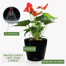 Dexceder 9x8 Inches High Gloss Self Watering Planter Indoor Outdoor, Inner Pot Design, Thickened Table Flower Plant Pot with Water Level Indicator (Black) by CozyNest Decor