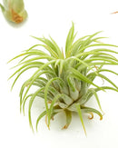 Shop Succulents | Assorted Collection of Live Air Plants, Hand Selected Variety Pack of Air Succulents | Collection of 8 by GreenHaven Gardens