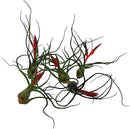 Air Plants - Flowering Tillandsia Bulbosa Guatemala, Large 3-5" - 5ct - Live Arrival Guaranteed - House Plants for Home Decor & Gift by GreenHaven Gardens