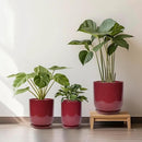 Ceramic Pot for Plants - 8 Inch Plant Pot Indoor with Drainage Hole and Saucer Cylinder Flower Pot for Indoor Outdoor Plants Home Patio Office Decor Red by GreenHaven Gardens