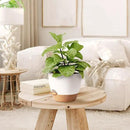 5Pack Self Watering Plant Pots for Lazy People, 7/6.5/6/5.5/5 Inch,White Plastic Self Watering Planter for All Houseplants,Succulent, African Violets,Snake Plants, Flowers and Cactus by GreenHaven Gardens
