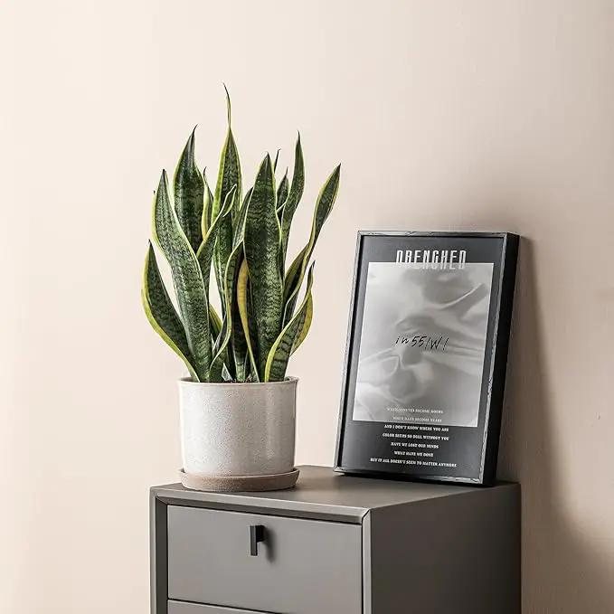 8 Inch Plant Pot: Ceramic Planter with Drainage Hole & Saucer - Cylinder Round Flowerpot for Indoor & Outdoor Plants - with Separate Tray for Home & Office - Retro Style, Grey, photo 6 of 6