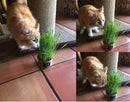 Easy Cat Grass Kit (3 Pack) Just Add Water. Includes Certified Organic Non GMO Wheatgrass Seed, Fiber Soil, Cups Chalkboard Labels. Your Pets Will Love This by GreenHaven Gardens
