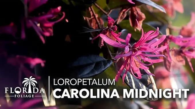 Loropetalum Carolina Midnight | 40 Live Plants | Loropetalum Chinense | Purple Foliage Shrub | Ornamental Landscape Bush | Fast Growing Plants, photo 3 of 9
