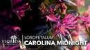 Loropetalum Carolina Midnight | 30 Live Plants | Loropetalum Chinense | Purple Foliage Shrub | Ornamental Landscape Bush | Fast Growing Plants by GreenHaven Gardens