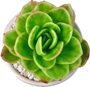 FWPP Succulents Plants Live,Echeveria ice Rose Variegated 3.5 inches Green Mini Indoor Plants,Bare Root Without Pot Soil,Live Plants for Gift Party Wedding Garden Baby Shower DIY Decor by GreenHaven Gardens