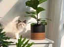 D'vine Dev 8 Inch Ceramic Planter Pot with Drainage Hole and Saucer, Indoor Cylinder Round Planter Pot, Black/Speckled Tan, 94-O-D-7 by GreenHaven Gardens