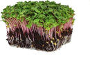 Radish Sprouting Seed - Red Arrow Variety - 5 Lb Bulk Seed - Heirloom Radish Sprouts - Non-GMO Sprouting and Micro Radishes by GreenHaven Gardens