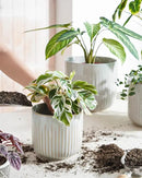 LE TAUCI Fluted Ceramic Planters Set of 3 – 8.3/7 / 5.7 in Star White Reactive Cylinder Indoor Plant Pots with Drainage Plug & Mesh, Glossy Stoneware Flower Pots for Succulents Herbs by CozyNest Decor