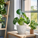 6 Inch Ceramic Plant Pot for Indoor Plants Outdoor Round Planter Flower Pot with Drainage Hole and Saucer for Home Garden Office Decor White by CozyNest Decor