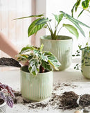 LE TAUCI Ceramic Planters, 8.3+6.9+5.7 Inch Plant Pots for Indoor Plants, Set of 3 Flower Pot with Drainage Holes, Large Round Planters Pot for Indoor House Plants, Reactive Glaze Sage Green by GreenHaven Gardens