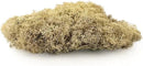 Premium Preserved Reindeer Moss for Potted Plants, Terrariums, Fairy Gardens, Arts and Crafts or Floral Decor Design in Natural (20 Quart) by GreenHaven Gardens