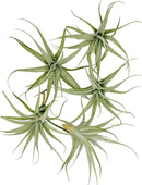 Live Air Plants - Tillandsia Albida 3-5" - 5ct – ragnaroc Live Indoor Plant - Live Arrival Guaranteed - House Plants for Home Decor & Gift by GreenHaven Gardens