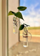 The Little Window Propagator | Window Propagation Station with Removable Glass Tubes, Indoor Plant Clippings, Cut Flowers, Herbs, Succulents | Home Decor | Plant Lover Gift (2) by GreenHaven Gardens