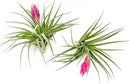 Air Plants - Flowering Tillandsia Stricta Large 5" - 2ct - Live Arrival Guaranteed - House Plants for Home Decor & Gift by GreenHaven Gardens