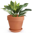 INGOFIN Terracotta Pot with Saucer - 10 Inch Ceramic Clay Pot for Plants with Drainage Hole, Large Terra Cotta Flower Planter with Tray for Indoor Outdoor Plants by CozyNest Decor