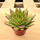 4-inch Succulent Echeveria agavoides 'Lipstick', Live Succulents Plants Fully Rooted in Pots with Soil, Easy-Care House Plants for DIY, Home Office Decoration by GreenHaven Gardens