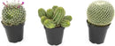 Altman Plants, Assorted Cactus Plants Live Plants (3PK), Cactus Plant Live Succulents Plants Live Cactus Decor, Indoor Plants Live House Plants in Cactus Soil, Live Cacti Plants Live Succulent Plants by GreenHaven Gardens