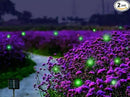 Solar Powered Firefly Lights, 9 LED Firefly Automated Pulsating String Light Chasing Firefly Lights Lantern Solar Outdoor Waterproof(2 Pack) by GreenHaven Gardens