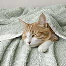 MIULEE Sage Green Super Soft Throw Blanket for Couch, Cozy Fluffy Warm Throws Knit Blankets for Sofa, Bed, Chair, Living Room, Camping, Picnic, Spring Home Decor,50 x 60 inch by CozyNest Decor