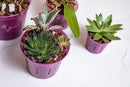rePotme Orchid Pot - 6 inch Slotted Clear Orchid Pots - 3 Pack (Crystal Clear) by GreenHaven Gardens