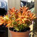 Live Succulents Sedum Adolphi 'Firestorm' (4-inch), Succulent Plants Fully Rooted in Pots with Soil, Easy-Care House Plant for DIY, Home Office Decor, Wedding Party Favor by GreenHaven Gardens