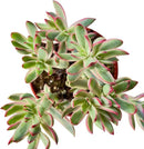 4-inch Succulent 'Candycane', Live Succulents Plants Fully Rooted in Pots with Soil, Easy-Care House Plants for DIY, Home Office Decoration by GreenHaven Gardens