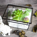 Ferrisland Glass Plant Terrarium Container Wardian Case Indoor Small Succulent Terrarium Planter w/Door for Tabletop Decor DIY - 5.0"x4.3"x4.3" by GreenHaven Gardens