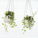 Flexzion Hanging Plant Basket Boho Cotton Rope Basket Indoor Hanging Planter, Up to 7" Flower Pot, Macrame Woven Modern Plant Holder, Storage Bin Organizer, Home Decor with 20" Hanging Rope, White by GreenHaven Gardens