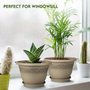 8 Inch Plant Pots with Drainage Hole - Lightweight Flower Pots for Herbs and Flowers - Home Decor Plastic Planters for Indoor Outdoor Plants- Pack of 6 (Brown, 8 inch) by GreenHaven Gardens