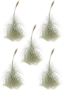 Live air Plant - Tillandsia Tectorum Air Plant 4-6" – 5ct – Unique Shape with Silvery Fuzz – Low Maintenance Houseplant – Perfect for Decor, Terrariums, Gifts - Live Arrival Guaranteed by GreenHaven Gardens