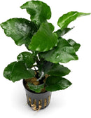 Live Jungle Plants - Anubias Emerald Bloom (Anubias barteri) - Compact Epiphytic Rhizome Plant for Midground Freshwater Aquascapes, Emerald Green Accent - Pot by GreenHaven Gardens