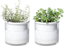 Phoenix Vine 4 Inch Self Watering Planter Pot, Design White Terracotta Pots for Plants, Indoor Cylinder Terra Cotta Pots with Glass Vase, Set of 2, 51-B-E-2 by GreenHaven Gardens