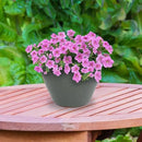 Sunnydaze Chalet Large Ceramic Plant Pot - Round Outdoor Glazed Ceramic Planter Pot with Drainage - Gray - 14.5" by CozyNest Decor