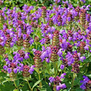 Premium Prunella Vulgaris Seeds - 700+ Non-GMO Self Heal Herb Seeds for Planting - Heirloom Medicinal Herb, Attracts Pollinators - Easy to Grow for Garden, Indoors or Outdoors (Prunella vulgaris) by GreenHaven Gardens