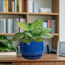 G EPGardening Round Ceramic Plant Pots - 7 Inch Modern Planter with Drainage and Plant Saucer for Indoor Outdoor Flower, Round Office Decor, New Gifts for Home, Blue by GreenHaven Gardens