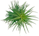 Air Plants - Flowering Tillandsia Pink Paske Large 5" - 5ct - Live Arrival Guaranteed - House Plants for Home Decor & Gift by GreenHaven Gardens