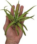 Air Plants - Tillandsia Capitata (Peach), Large 5-7” - 5 ct - Live Arrival Guaranteed - House Plants for Home Decor & Gift by GreenHaven Gardens