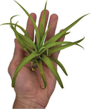 Air Plants - Tillandsia Capitata (Peach), Large 5-7” - 1 ct - Live Arrival Guaranteed - House Plants for Home Decor & Gift by GreenHaven Gardens