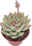 Live Succulent Plants Echeveria Moon GAD Varnish, Easy Care Potted Succulents, Approx 4" D x 4" H, Indoor Houseplant, Unique Gifts, Home Office Décor by GreenHaven Gardens