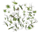Air Plants Bulk - Tillandsia Variety Wholesale Pack, Regular 1-3" - 50ct - Live Arrival Guaranteed - House Plants for Home Decor & Gift by GreenHaven Gardens