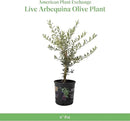 American Plant Exchange Live Olive Tree, Arbequina – Real Fruiting, Edible Indoor/Outdoor Houseplant – Medium 7.5-Inch Pot, Perfect for Home, Office, Patio & Garden Décor by GreenHaven Gardens