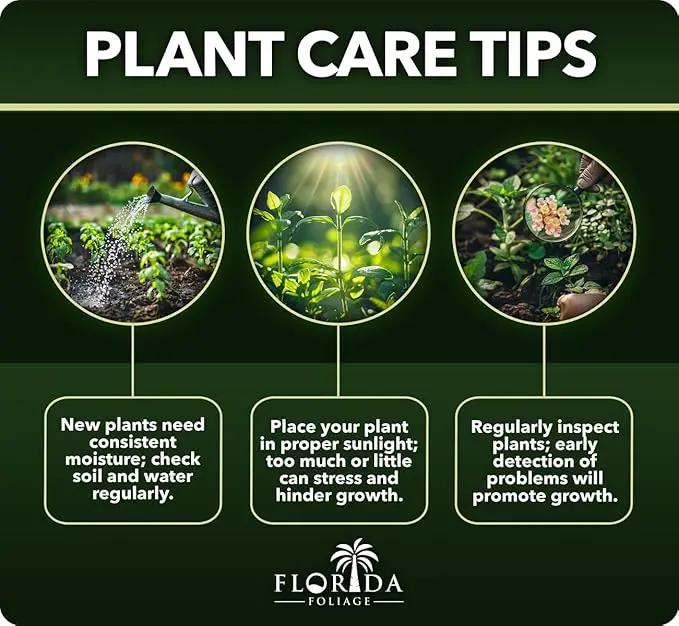 Loropetalum Carolina Midnight | 40 Live Plants | Loropetalum Chinense | Purple Foliage Shrub | Ornamental Landscape Bush | Fast Growing Plants, photo 6 of 9