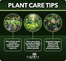 Loropetalum Carolina Midnight | 30 Live Plants | Loropetalum Chinense | Purple Foliage Shrub | Ornamental Landscape Bush | Fast Growing Plants by GreenHaven Gardens